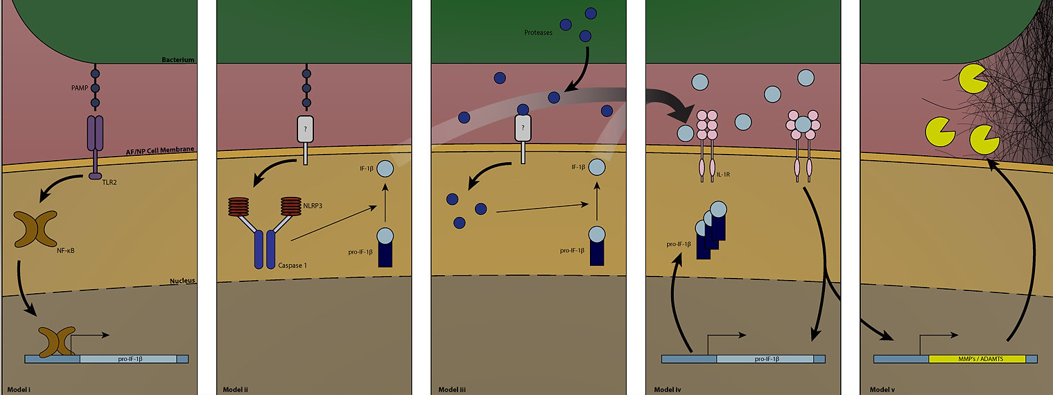 Scientific illustration